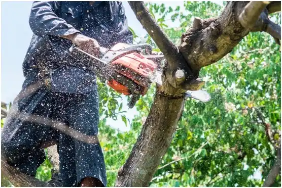 tree services Eugene